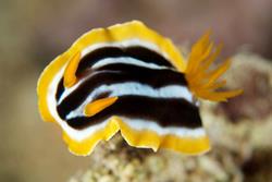 El Gouna - Red Sea. Nudibranch.